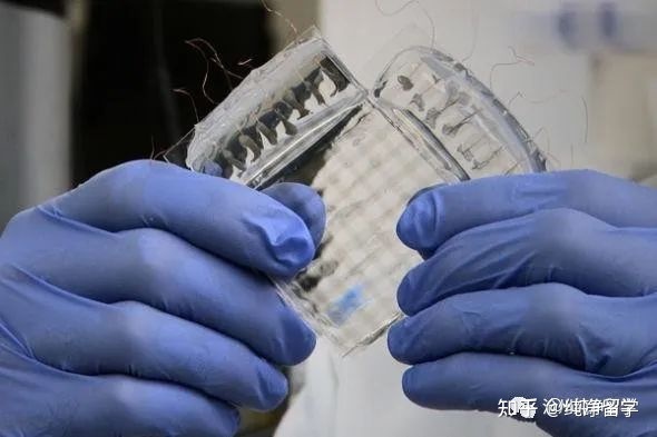 海歸就業(yè)9個(gè)最優(yōu)先修專業(yè)分類解析 經(jīng)管類、理科與工科類精選實(shí)例——以計(jì)算機(jī)軟件技術(shù)開發(fā)為引申